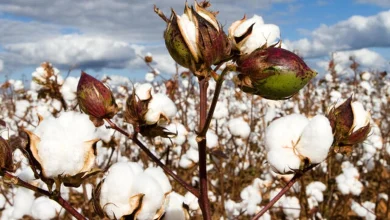 Gujarat Tops in Cotton production in country