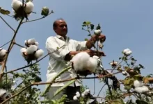 maharashtra overtakes gujarat in cotton production