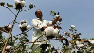 maharashtra overtakes gujarat in cotton production