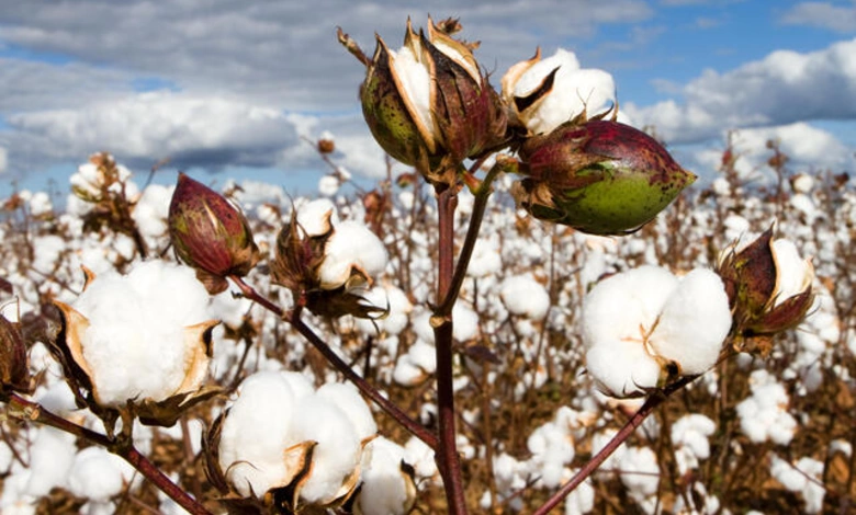 Gujarat Tops in Cotton production in country