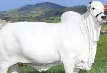 Indian breed cow sold in 40 cr