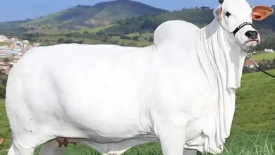 Indian breed cow sold in 40 cr