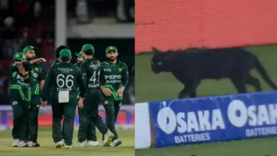 black cat halts tri-series cricket match