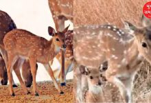 Deer gave birth to 5 fawn in Kutch Bunny