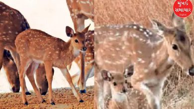 Deer gave birth to 5 fawn in Kutch Bunny