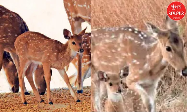 Deer gave commencement  to 5 fawn successful  Kutch Bunny