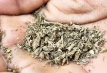 Ganja from Odisha caught in Kutch