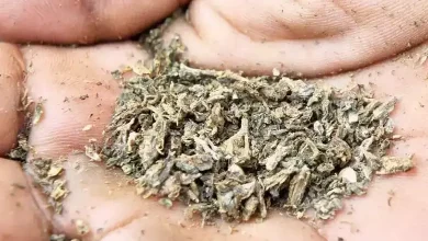 Ganja from Odisha caught in Kutch