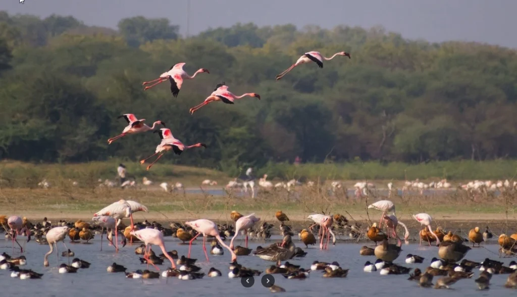 Gujarat's unique initiative in the enhancement of wetlands