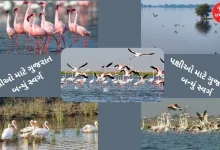 Gujarat leads in bird diversity conservation, Nal Sarovar becomes 'hotspot' with the highest number of birds, more than 3.62 lakh