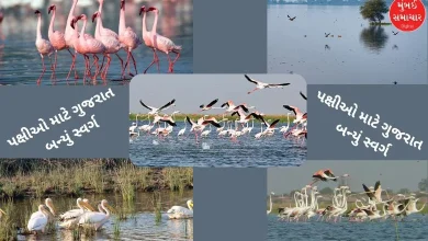 Gujarat leads in bird diversity conservation, Nal Sarovar becomes 'hotspot' with the highest number of birds, more than 3.62 lakh