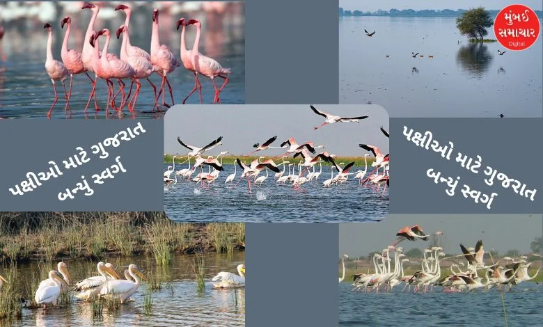 Gujarat leads in bird diversity conservation, Nal Sarovar becomes 'hotspot' with the highest number of birds, more than 3.62 lakh