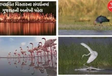 Gujarat has the largest share of the total wetland area in India, know how many wetlands are there in Gujarat