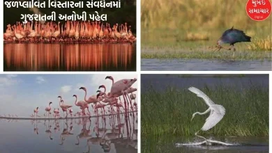 Gujarat has the largest share of the total wetland area in India, know how many wetlands are there in Gujarat