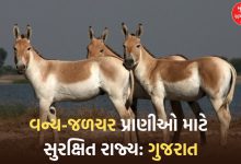 gujarat wildlife population lions wolves hyenas dolphins