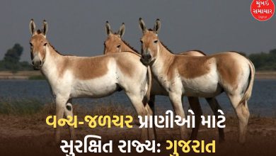 gujarat wildlife population lions wolves hyenas dolphins