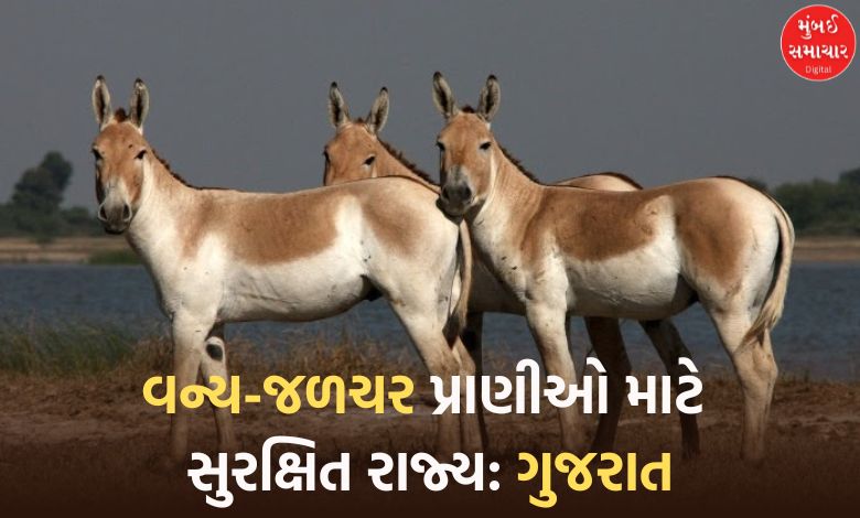 gujarat wildlife population lions wolves hyenas dolphins