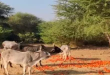 kutch tomato farmers feeding tomatoes to animals