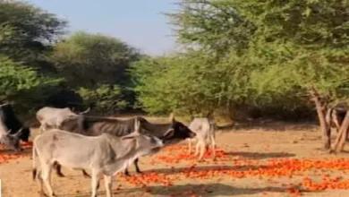 kutch tomato farmers feeding tomatoes to animals