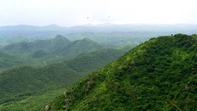 Chart comparing green cover areas where Rajasthan leads over Gujarat in forest cover statistics.