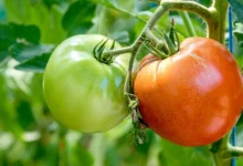 green or red which tomato is good for health