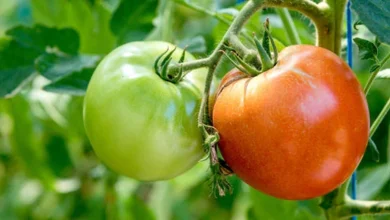 green or red which tomato is good for health