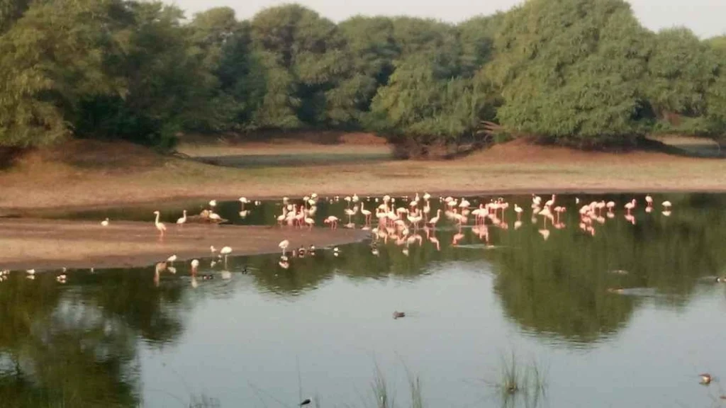 Gujarat's unique initiative in the enhancement of wetlands