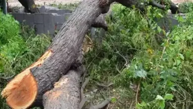 Five booked for cutting trees near housing complex in Thane