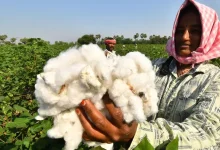 Gujarat farmers register till March 15 sell cotton at MSP central government announces prices