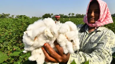 Gujarat farmers register till March 15 sell cotton at MSP central government announces prices