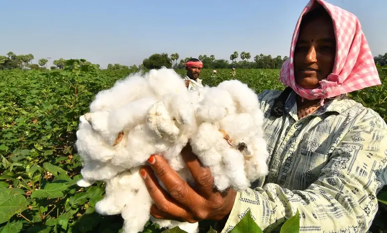 Gujarat farmers register till March 15 sell cotton at MSP central government announces prices