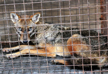 Surat airport Fox and cat caught