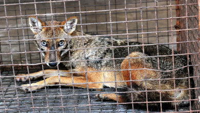 Surat airport Fox and cat caught