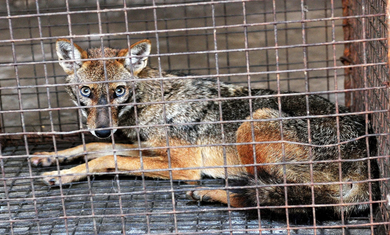 Surat airport Fox and cat caught