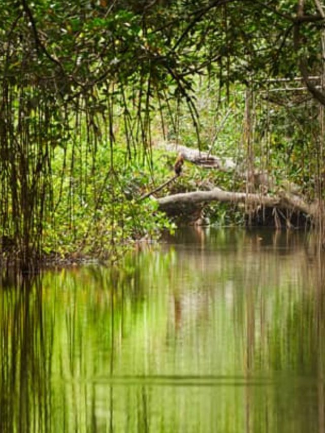 World Forest Day પર એક લટાર ભારતના એવા જંગલમાં કે જ્યાં…