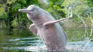 This river in India has the highest number of dolphins, a survey conducted by the Indian government