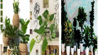 Focus: Plant indoor plants that keep the air in the house fresh.