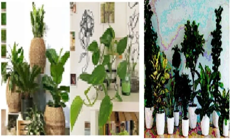 Focus: Plant indoor plants that keep the air in the house fresh.