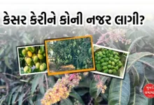 farmers start harvesting saffron mangoes in gir-gadha