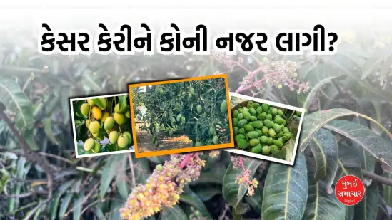 farmers start harvesting saffron mangoes in gir-gadha