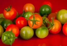 The tomatoes on your plate could prove fatal for you...