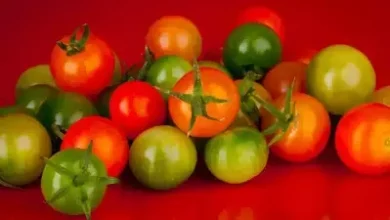 The tomatoes on your plate could prove fatal for you...
