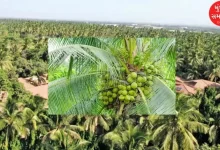 Coconut plantation increased in Gujarat, 23 crore coconuts produced every year