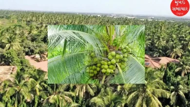 Coconut plantation increased in Gujarat, 23 crore coconuts produced every year