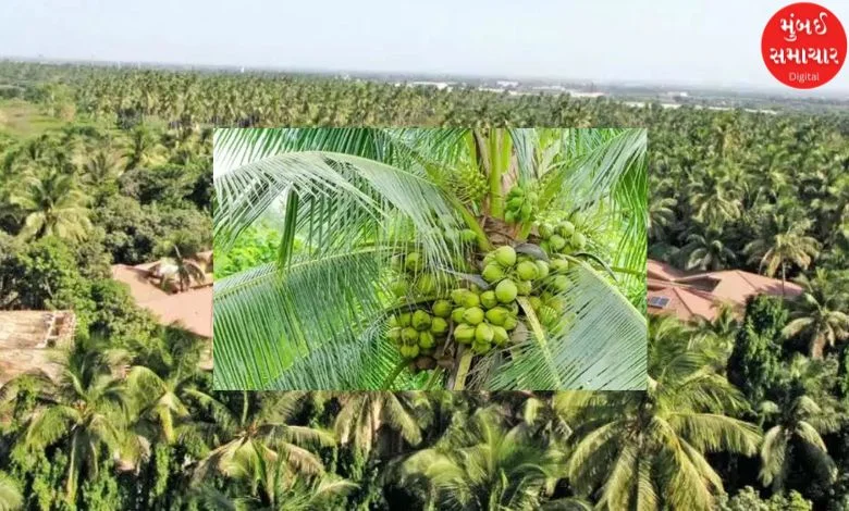 Coconut plantation increased in Gujarat, 23 crore coconuts produced every year