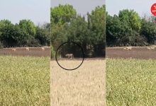 herd of lions entered a farm in Jetpur