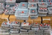 Ahmedabad Crime Branch cracks down on drug smuggling under guise of foreign toys