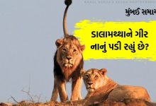 gujarat lion population increases by 36 percent in 5 years