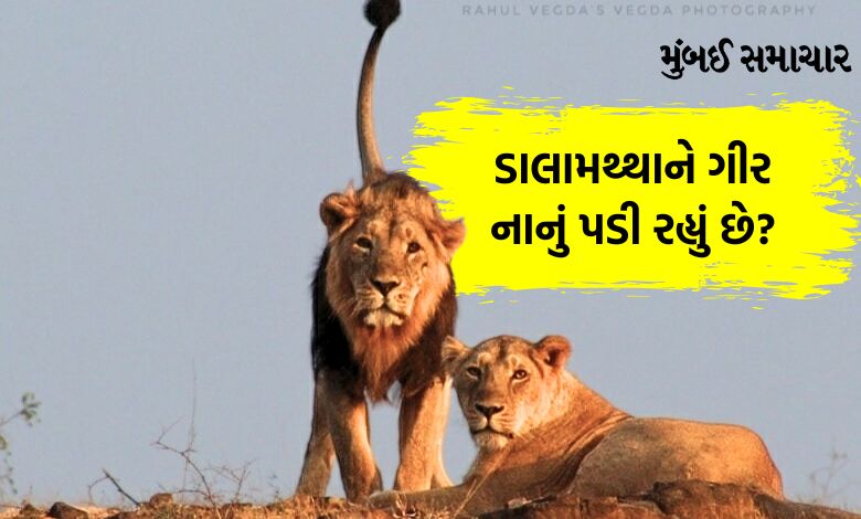 gujarat lion population increases by 36 percent in 5 years