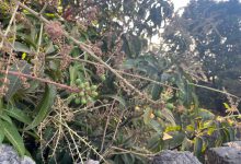 Pears are falling due to bad weather in Kutch - Mango farmers are worried